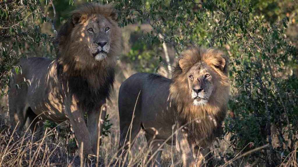 leones gays kenia