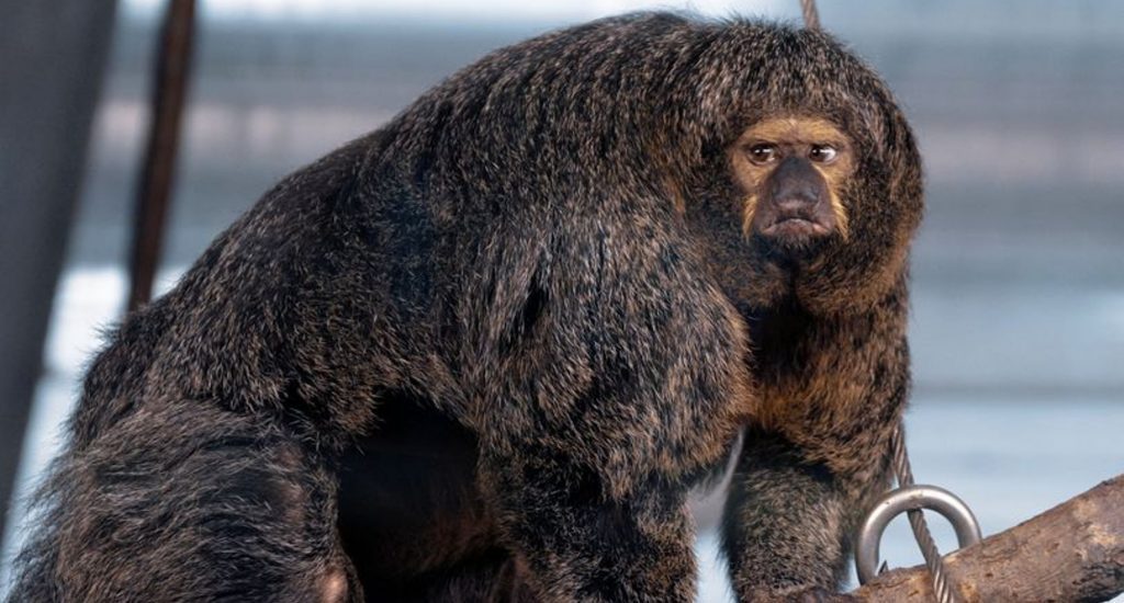 Mono se vuelve viral en redes por sus gigantescos músculos