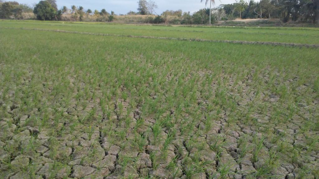 Sequía en la Región Noroeste diezmó la agricultura ganadería y ahora amenaza a los humanos