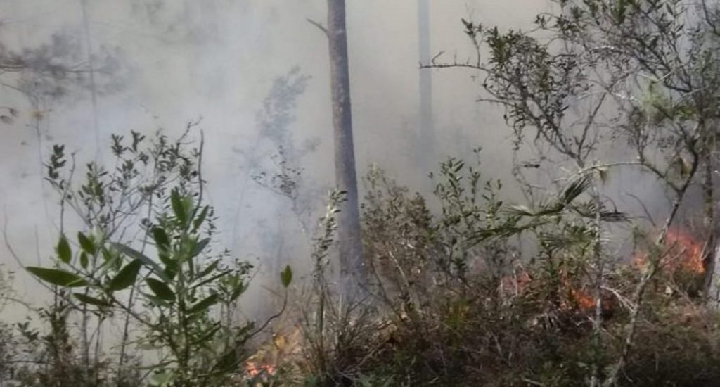 Autoridades combaten incendio forestal en Pedernales