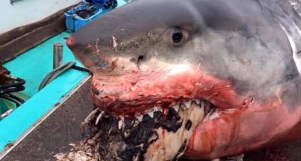 Gigantesco tiburón blanco muere ahogado al intentar comerse una tortuga