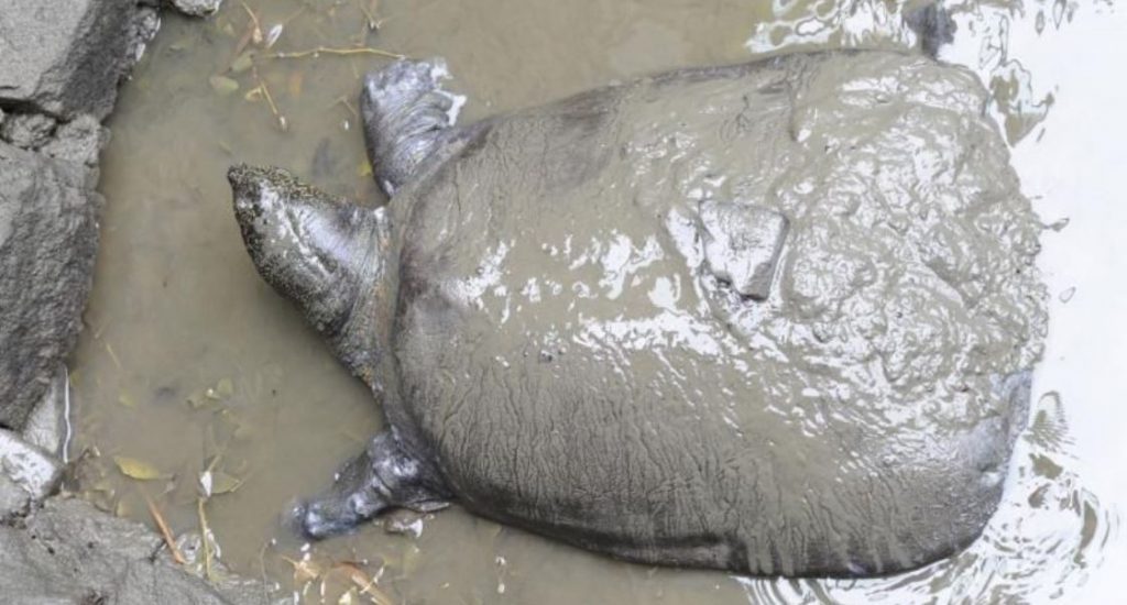 Muere última hembra conocida de especie de tortugas en peligro de extinción