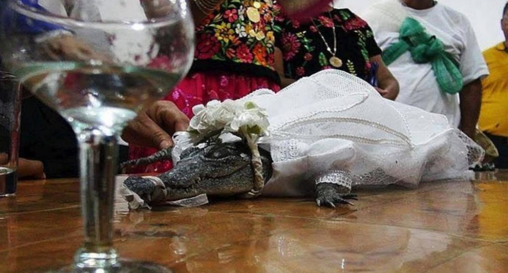 Alcalde de México se casa con cocodrilo por prosperidad