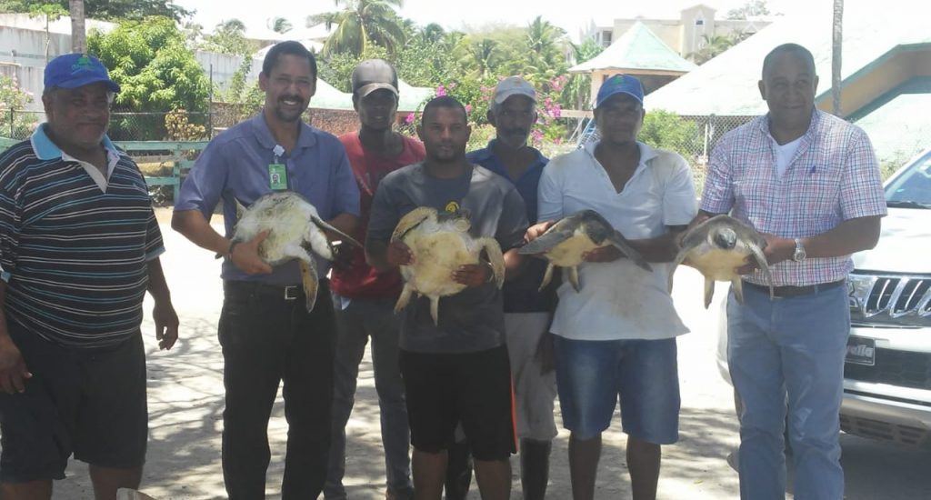 Autoridades liberan en Playa Grande de Luperón 4 tortugas marinas que estaban en cautiverio