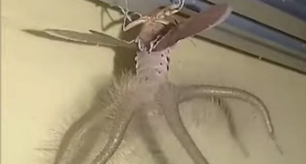 Extraña criatura con alas y tentáculos es filmada en Indonesia