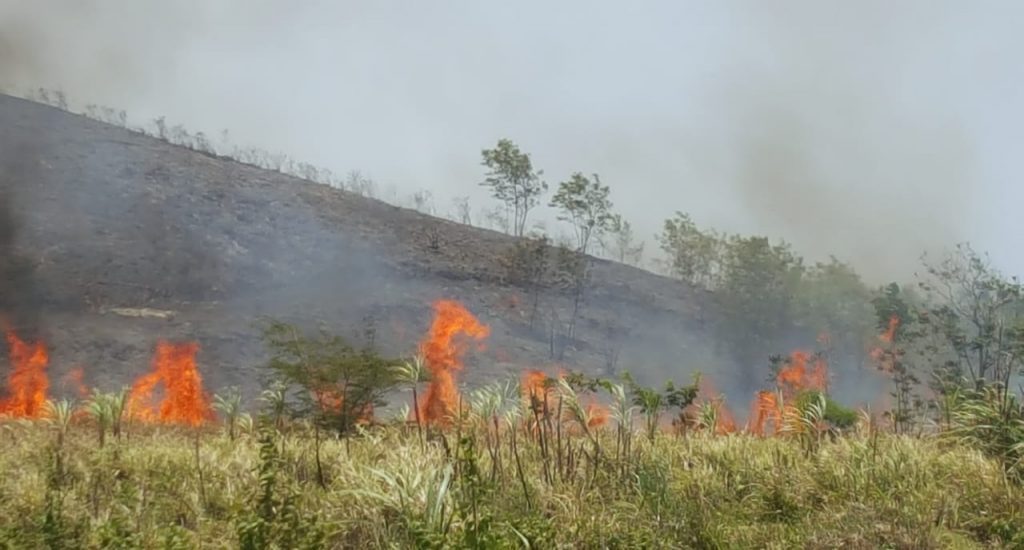 Incendio forestal consume varios cañaverales en Montellano