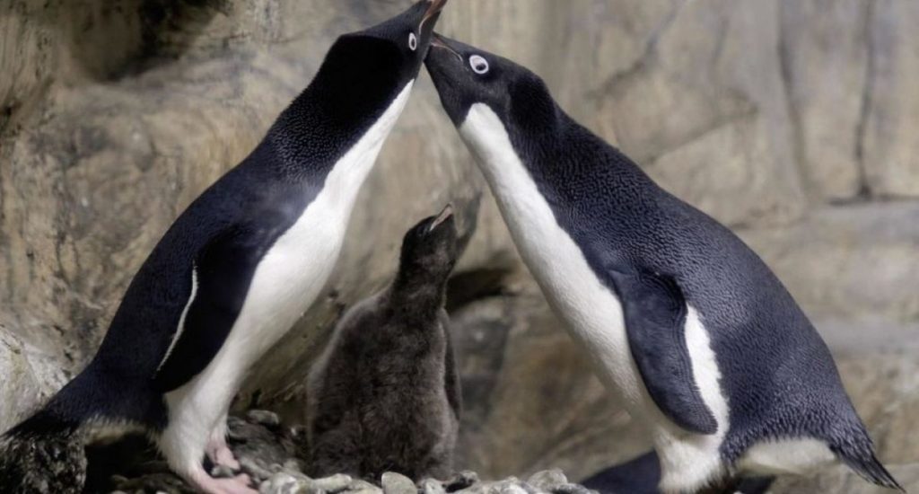 Una pareja de pingüinos gays padres “ejemplares” en el zoo de San Francisco