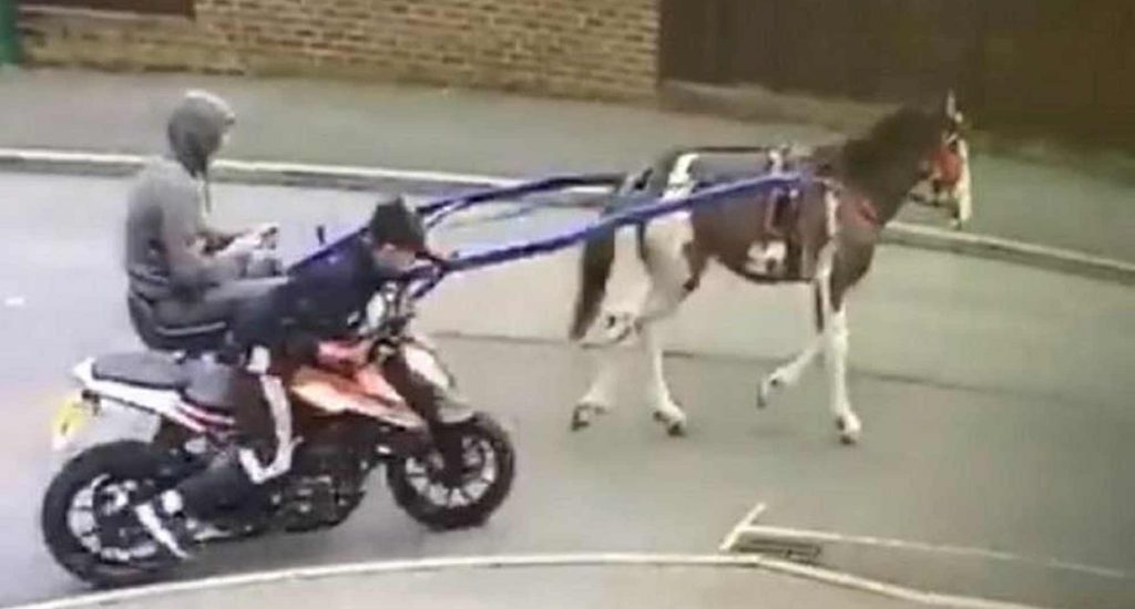 dos ladrones remolcan con un caballo una motocicleta robada