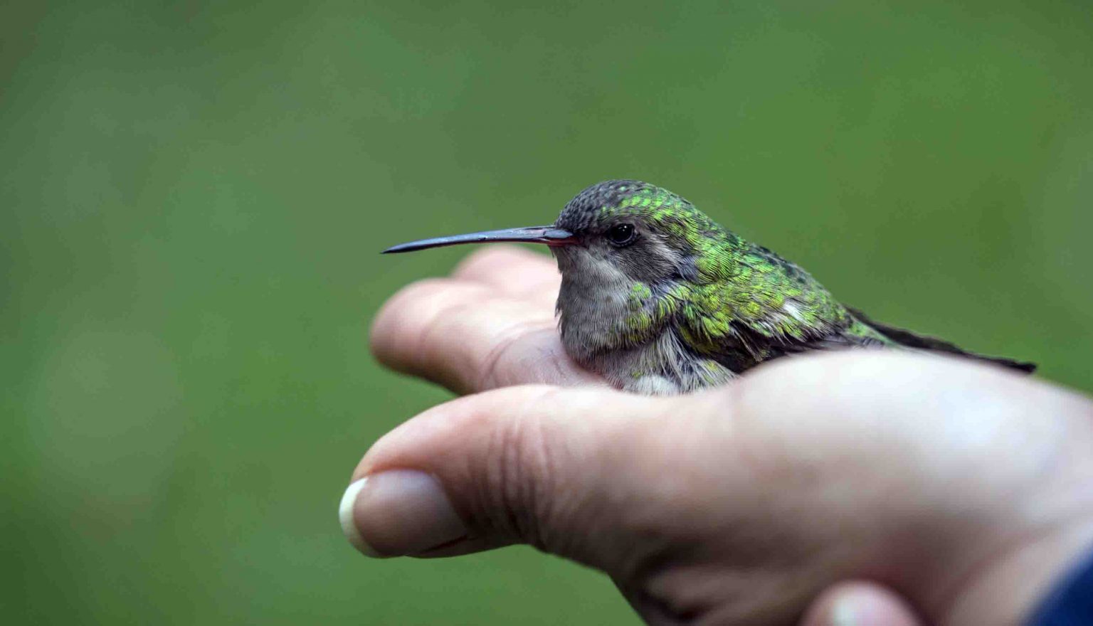 colibrí y su polinización