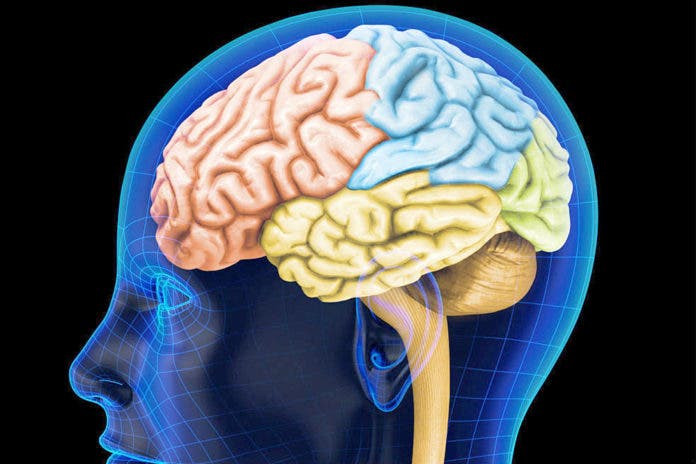 El cerebro es capaz de prescindir del tiempo para tomar decisiones rápidas guia cerebro humano 696x464 1 large