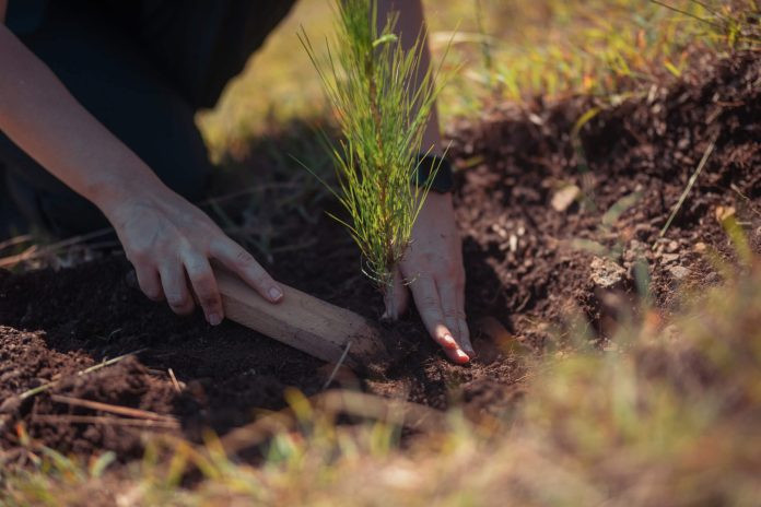 Empleados de Banco Popular siembran 22,400 árboles en Plan Sierra Arbol Reforestacion scaled 1 large