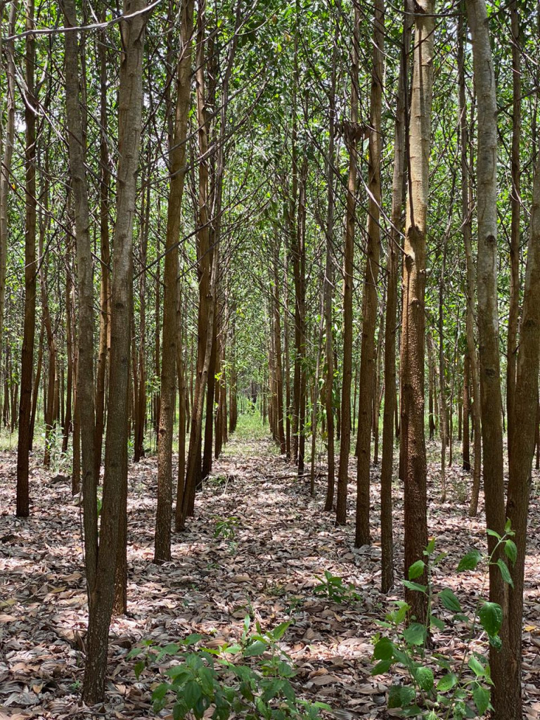 Camara Forestal large