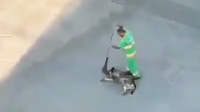 Perro 1 large
