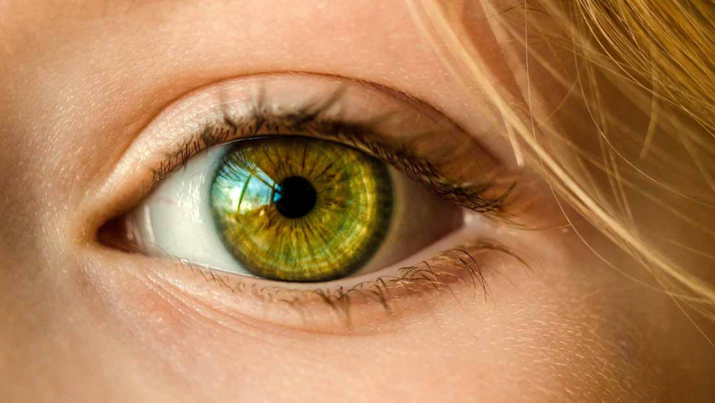 Los humanos tenemos los genes para regenerar los ojos ciegos, pero la evolución desactivó esta función ojos ciegos large