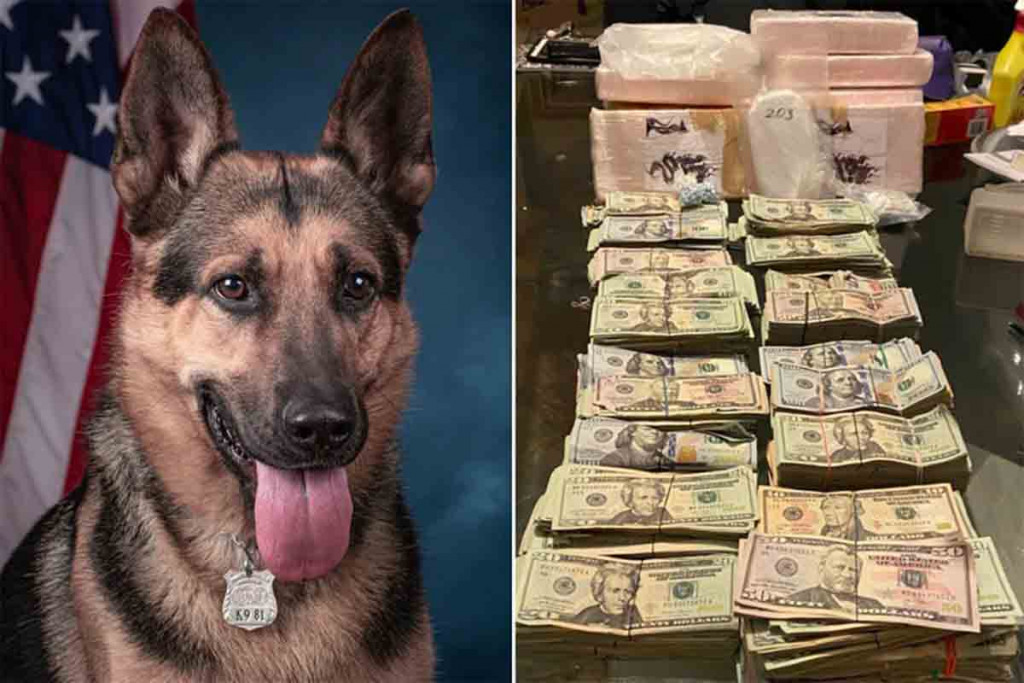 Perro de la DEA descubre 24 libras de cocaína que escondían narcos dominicanos en apartamento perro