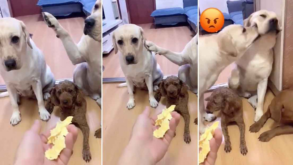 Video de un perro que delata a su ‘amigo’ con la pata arrasa en TikTok perro