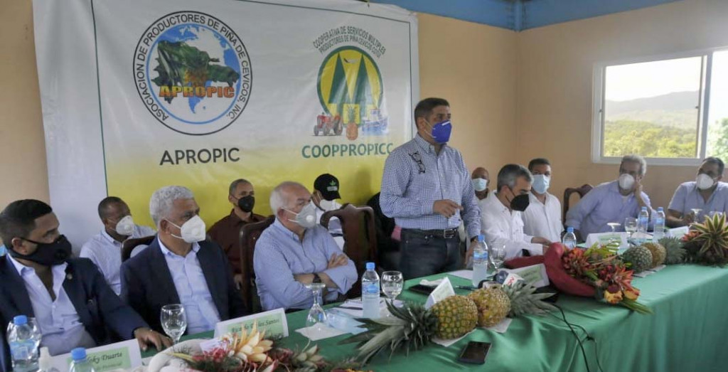 Gobierno apoyará productores de piña para incrementar exportaciones productores de piña para incrementar exportaciones large