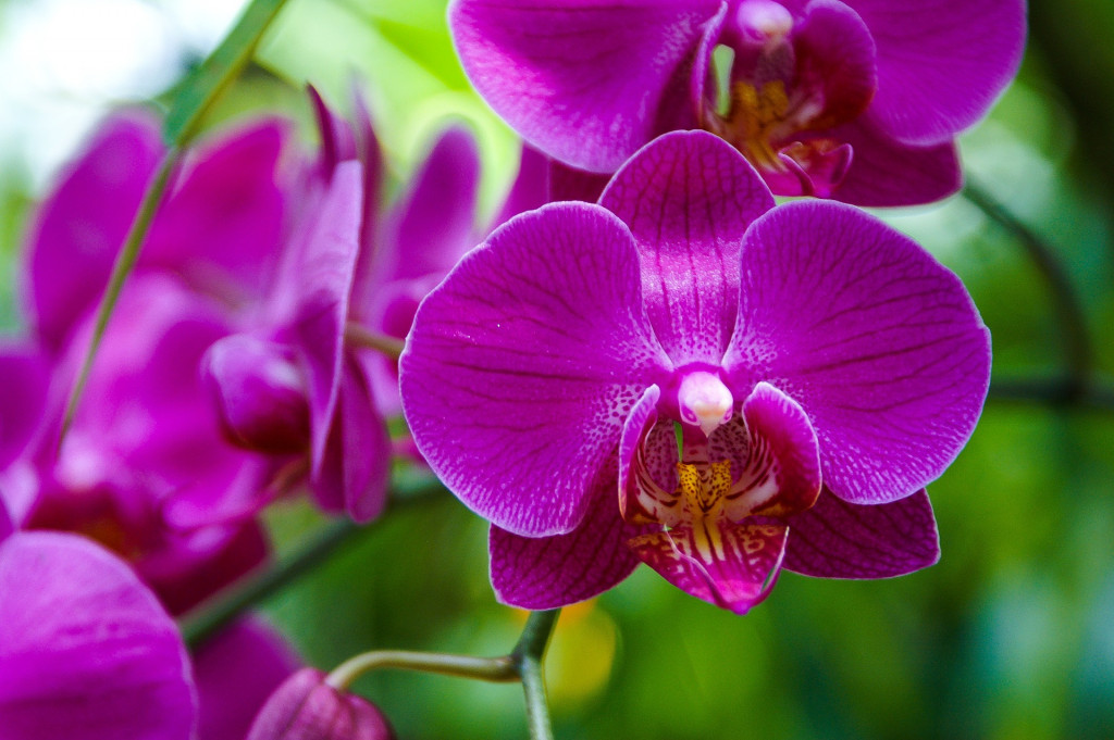 tipos de orquideas para cultivar en casa large