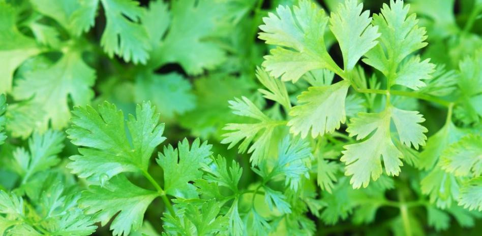 Cilantro: los 10 poderosos beneficios para la salud 5ea9c207112ef large