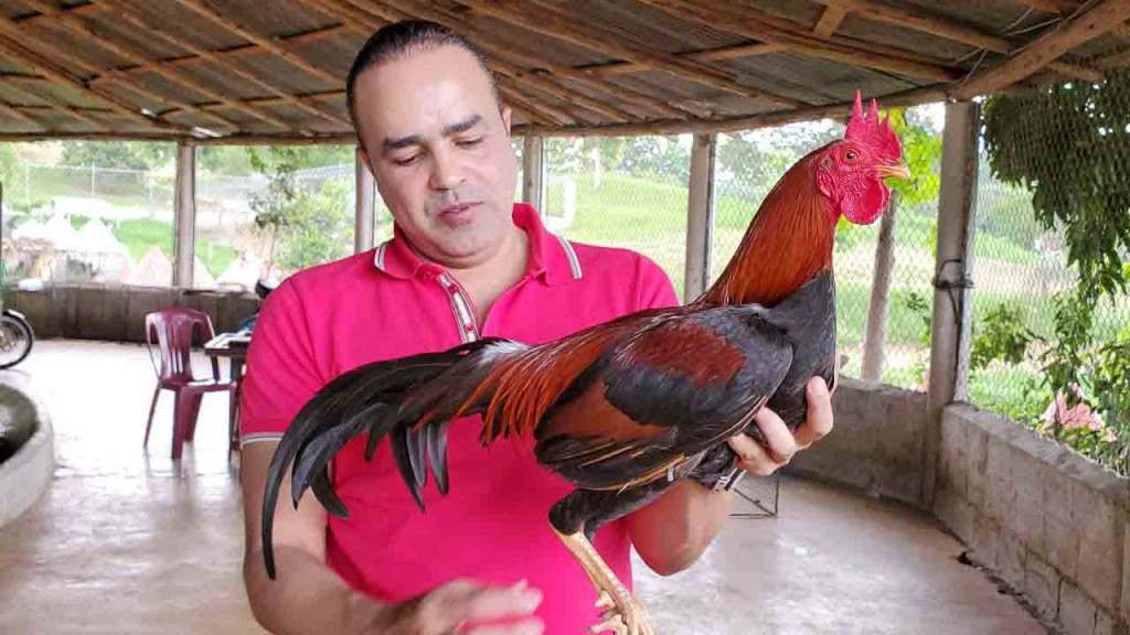 Galleras cerradas el día de su patrón San Andrés Alexis Castro large