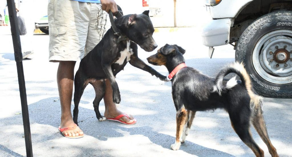 Salud Pública vacunará perros y gatos para evitar la transmisión de la rabia