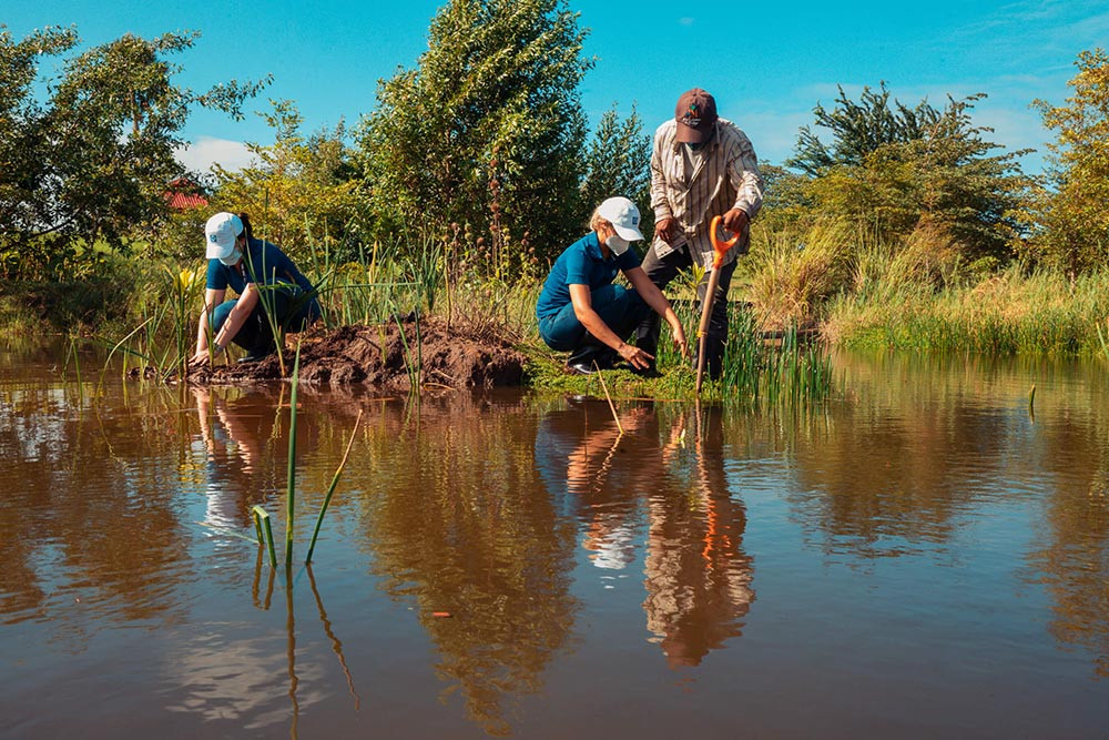 Empleados de Grupo Popular siembran 600 mangles en el Botánico de Santiago Popular large
