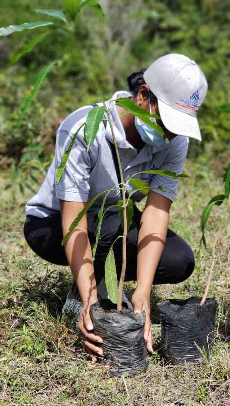 Reforestación en Dajabon