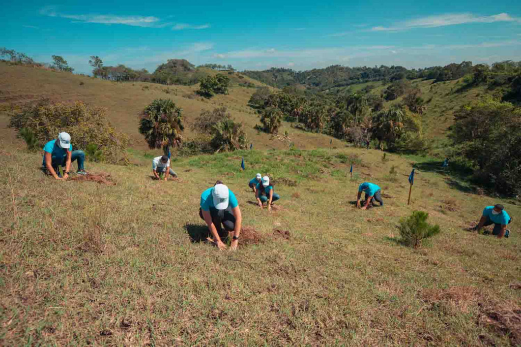 arboles sembardo por el Popular Dominicano en el 2020 large
