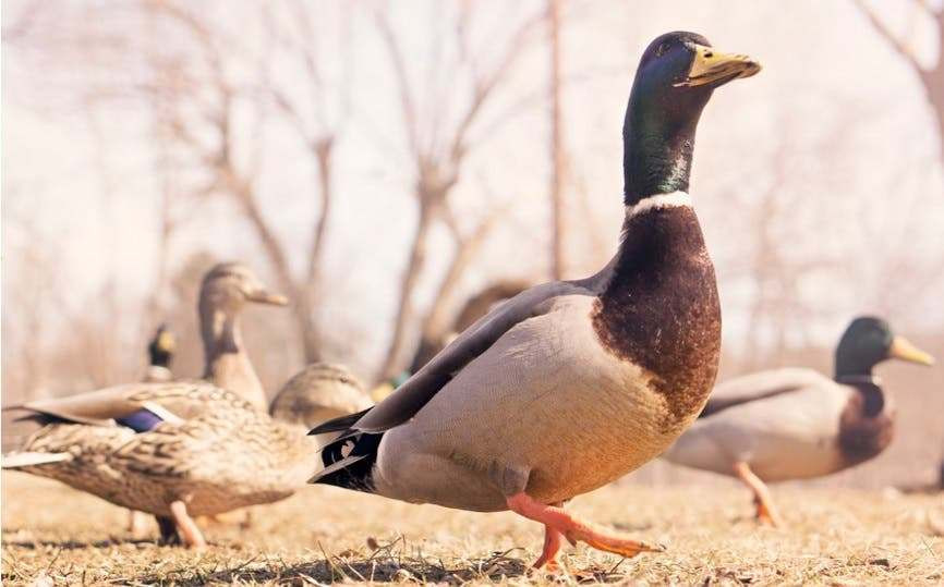 Sacrifican a más de 200.000 patos en Francia por brote de gripe aviar Patos large