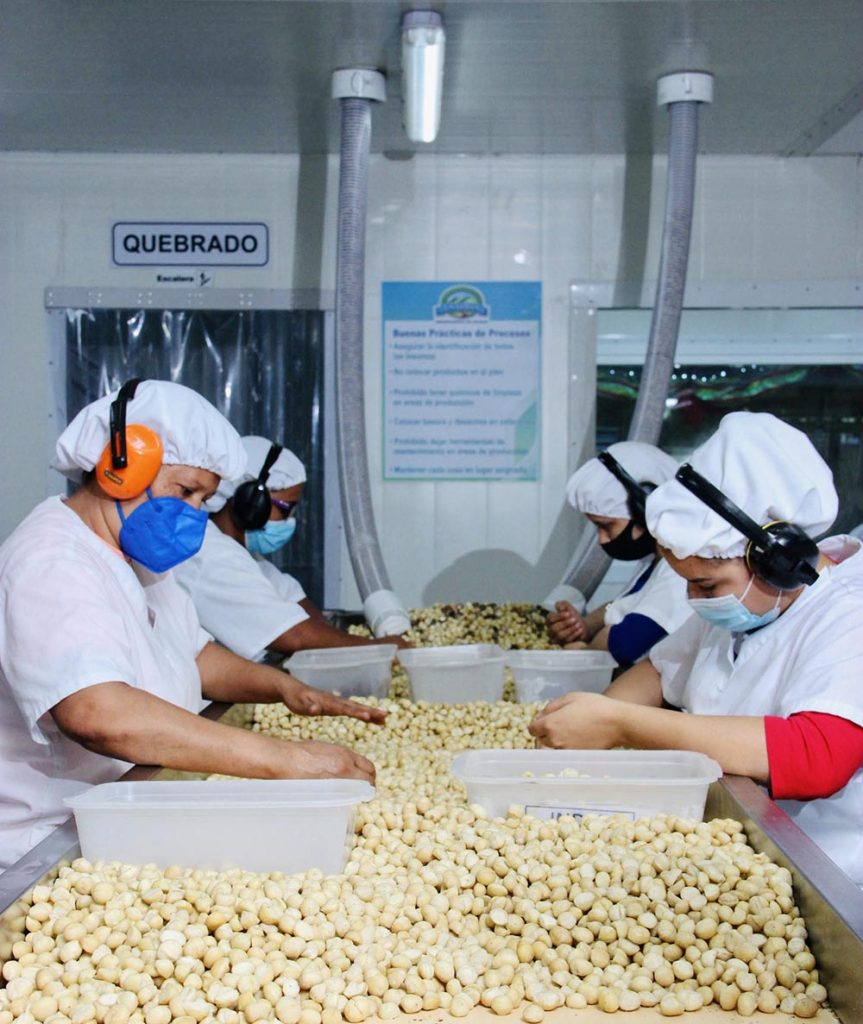 Procesamiento de macadamia en planta