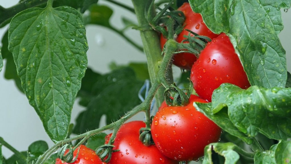 tomates con genoma editado para tratar la hipertension