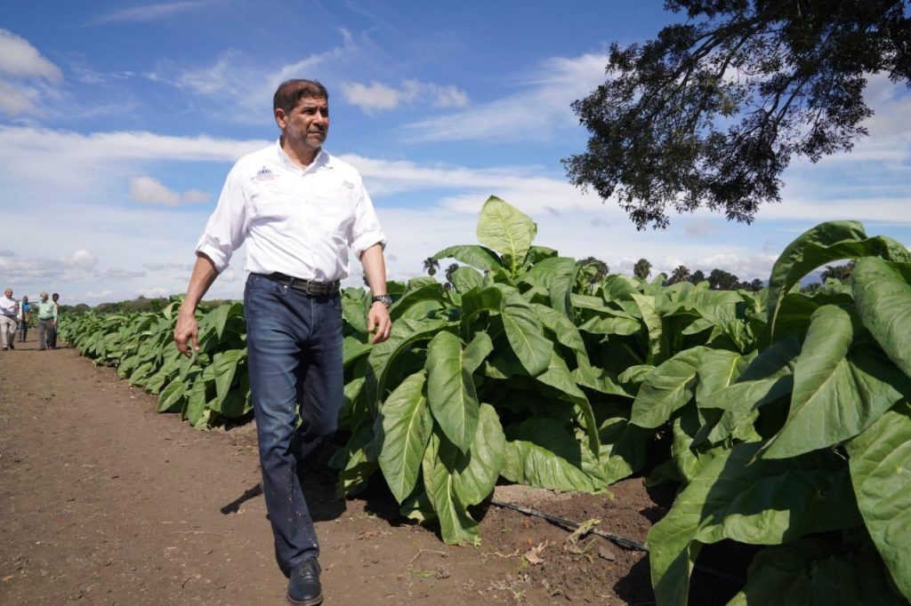 Limber Cruz visito aqui una finca modelo de plantaciones de tabaco