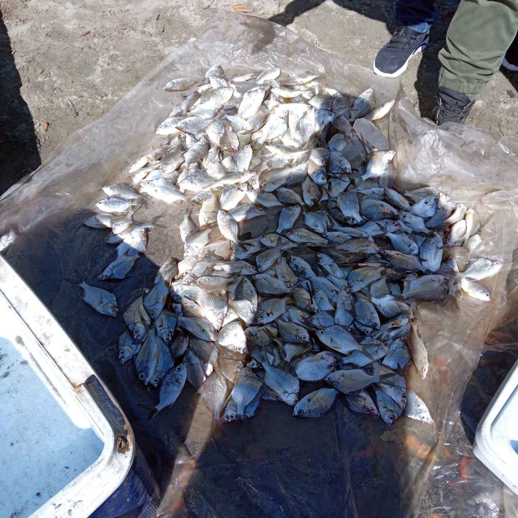 peces en la bahia de Manzanillo