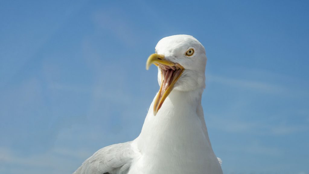 Gaviota