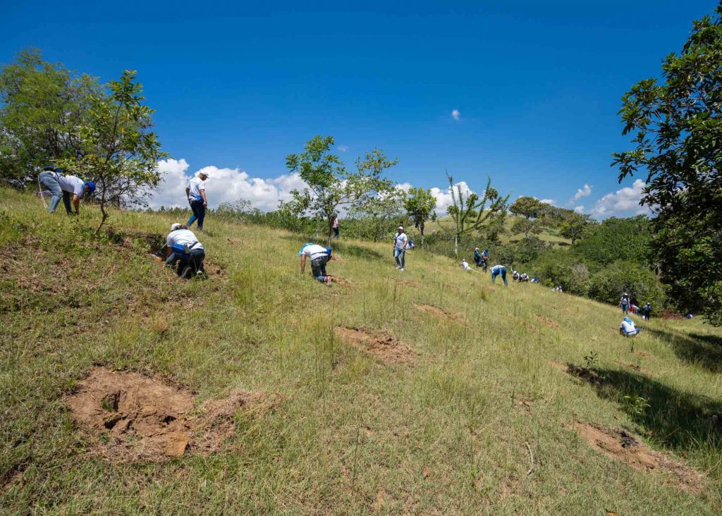 reforestacion junto a proveedores y colaboradores voluntarios del BPD1