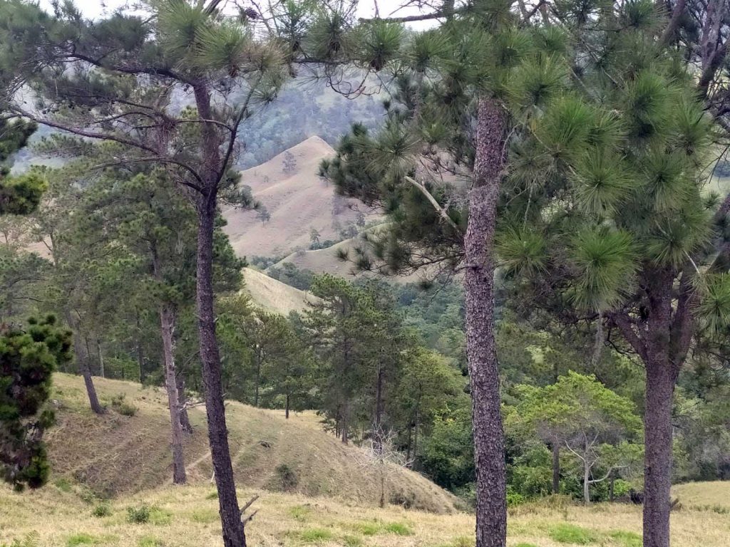 bosques dominicanos eljacaguero