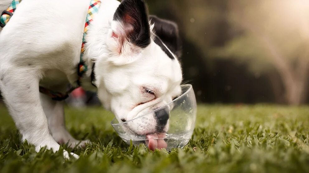 perros beben agua segun la fisica eljacaguero1