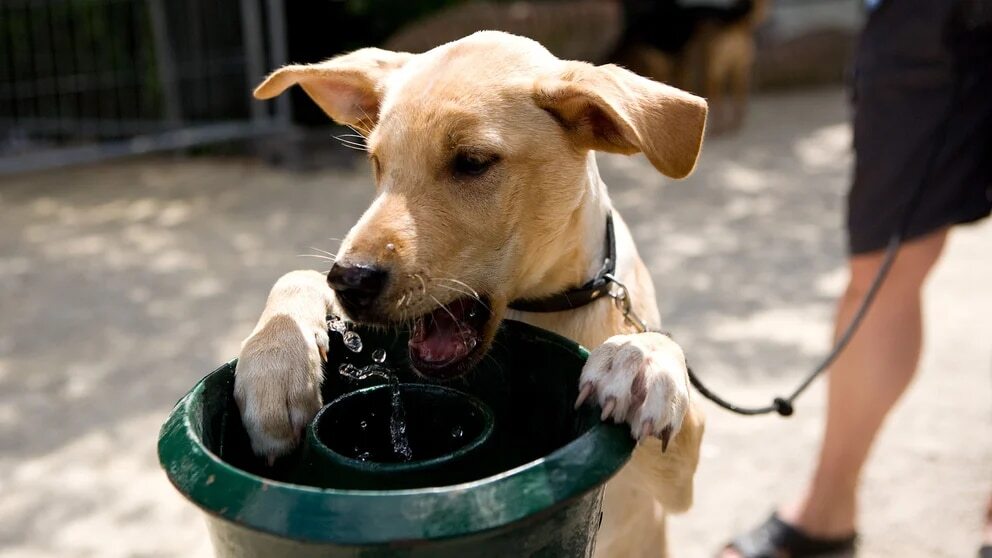 perros beben agua segun la fisica eljacaguero3