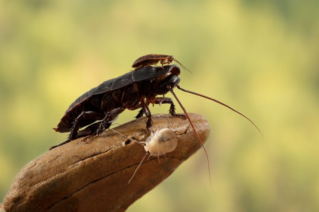 cucaracha