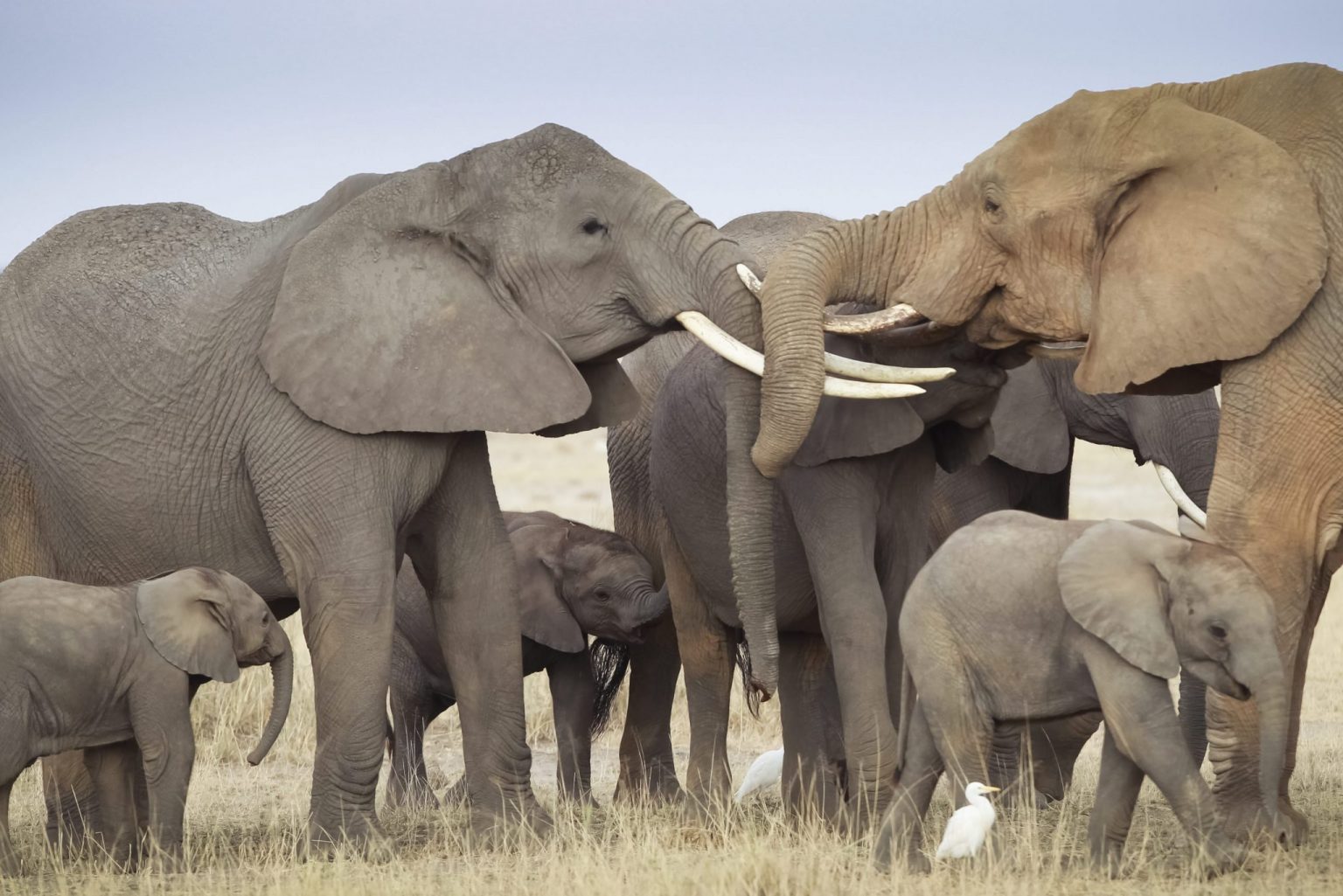 elefantes y crias Kenia