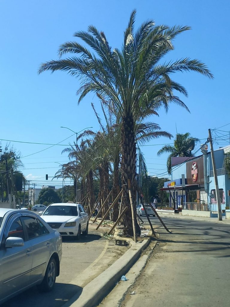 paisajismo sin criterio del ayuntamiento de Santiago