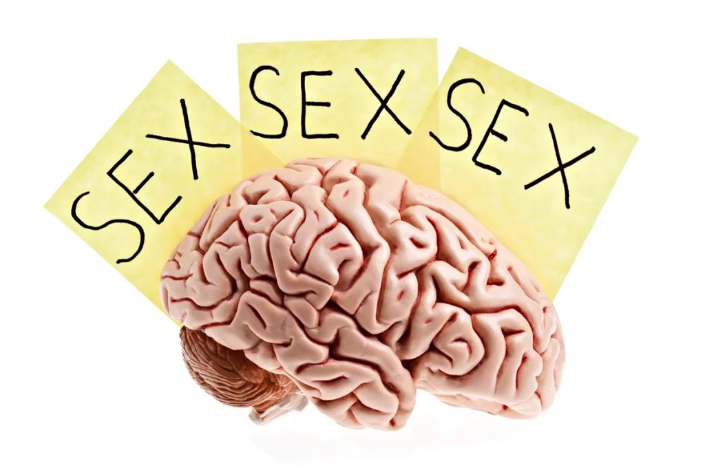sexo pareja y cerebro