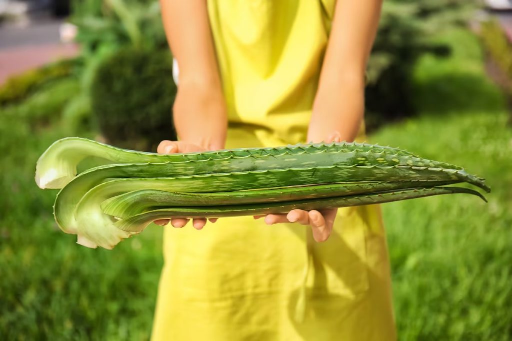 Aloe vera o sabila