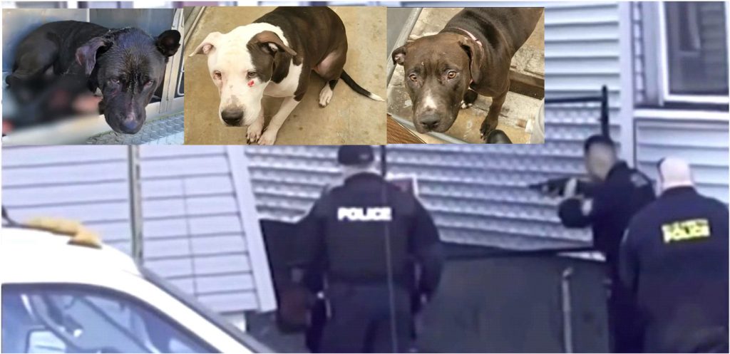 perros Pit Bulls de pelea ejecutados