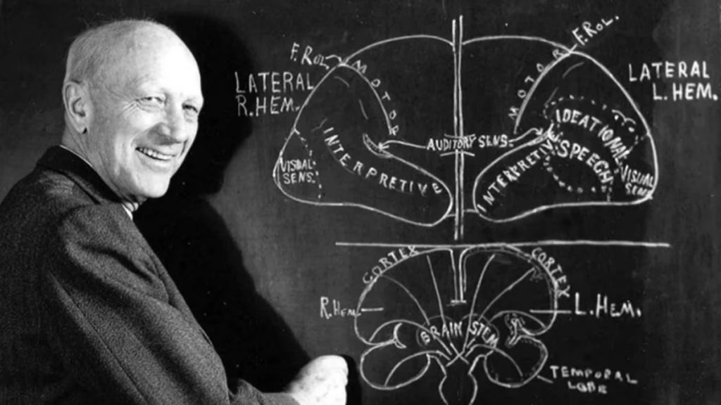 Wilder Penfield trazo un mapa de estas zonas motoras del cerebro en la decada de 1930