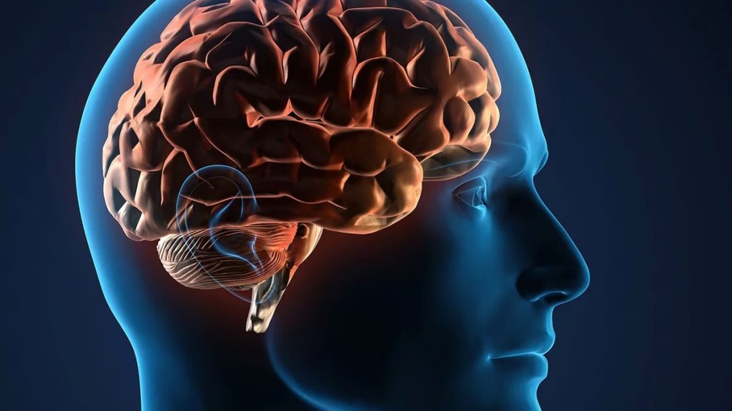 cerebro humano eljacaguero