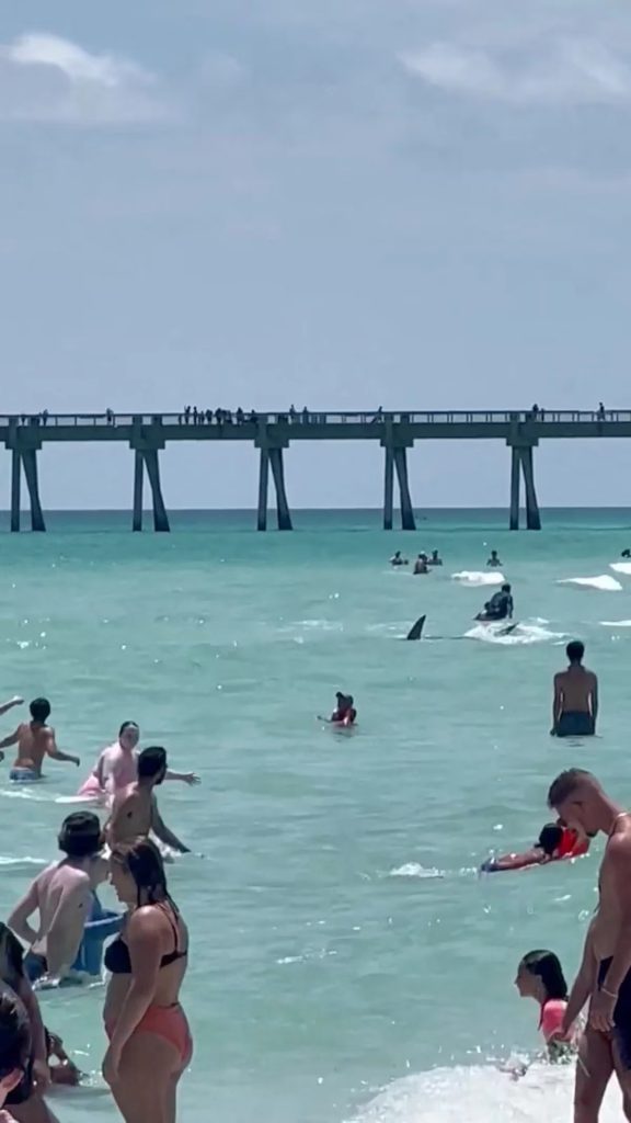 tiburon hambriento ahuyento a los banistas de una playa de Florida1