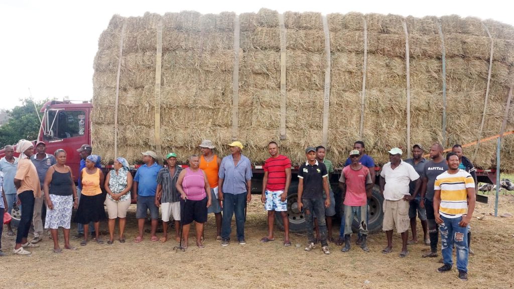 Gobierno entrega 104 mil pacas de pasto a ganaderos afectados por sequia