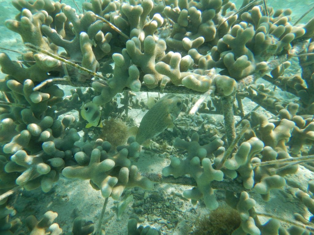 Cluster Turistico de Puerto Plata motiva a respaldar proyectos de la Fundacion Ecologica Magua