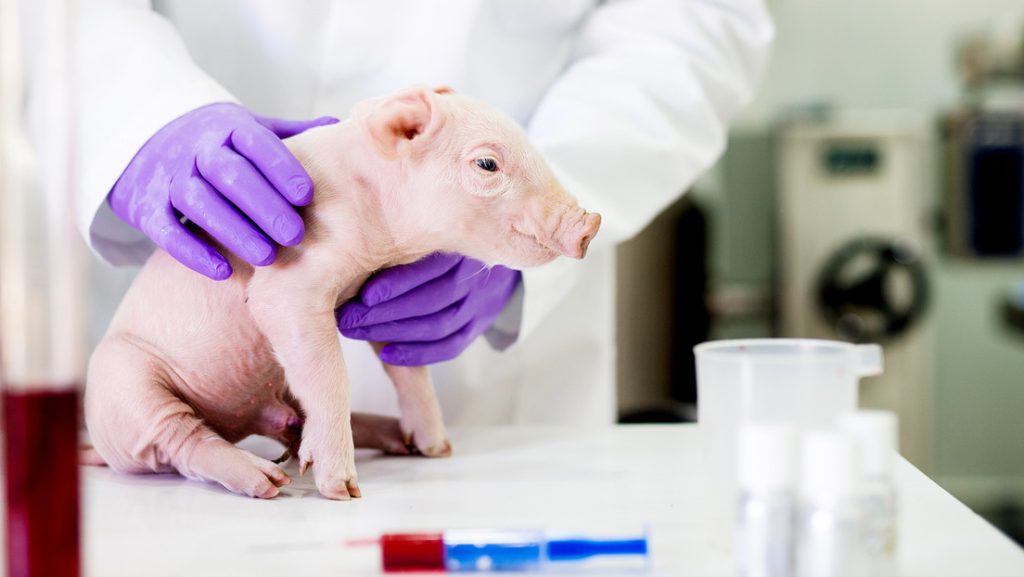 cerdos modificados geneticamente con organos aptos para trasplantes a humanos